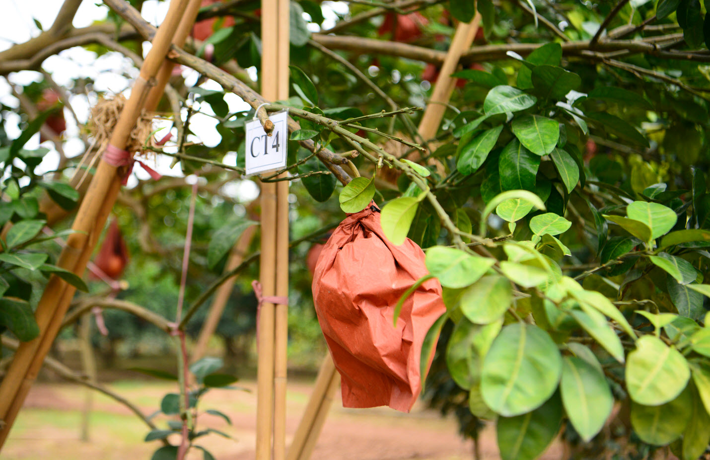 Giống bưởi "đổi màu theo tháng" khan hàng dịp sát Tết vì 1 lý do, người nông dân không giấu được tiếc nuối - Ảnh 4