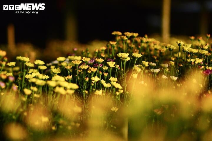 Chong đèn xuyên đêm, bắt hoa nở trúng Tết: 'Thủ phủ' hoa Hà Nội huyền ảo hút mắt - Ảnh 12