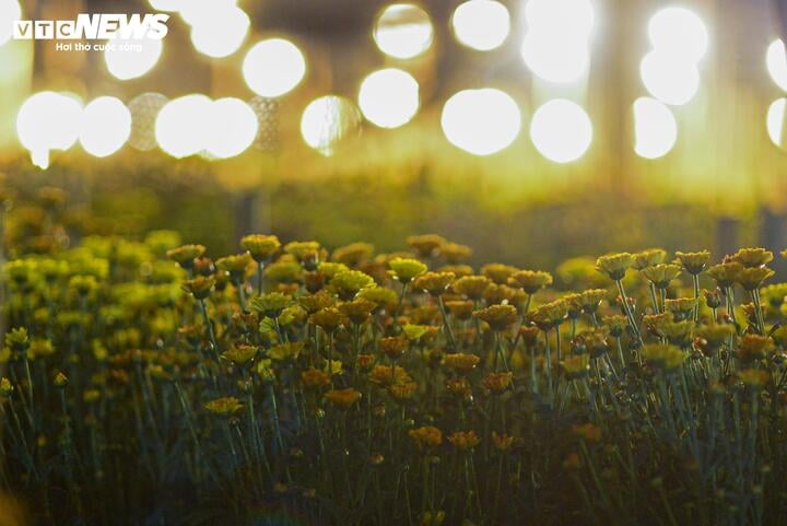 Chong đèn xuyên đêm, bắt hoa nở trúng Tết: 'Thủ phủ' hoa Hà Nội huyền ảo hút mắt - Ảnh 7