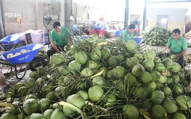 Loại quả xuất khẩu tỷ đô được Trung Quốc rất ưa chuộng, vì sao nhiều nhà máy ở Việt Nam phải đóng cửa? - Ảnh 2