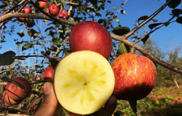 Được quảng cáo ngon như hàng Nhật giá tiền triệu, loại quả 10.000 đồng/kg này có gì mà hấp dẫn đến vậy? - Ảnh 2