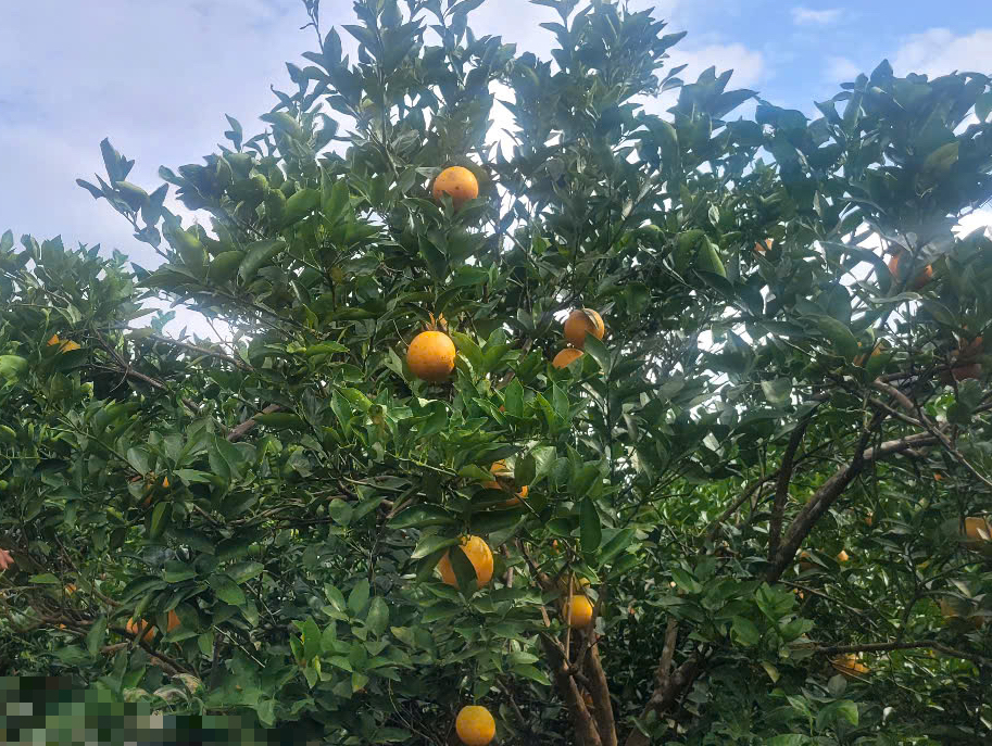 Về "thủ phủ" cam nổi tiếng ở miền Bắc, nông dân thu hàng trăm triệu đồng đến tiền tỉ mỗi ha - Ảnh 5