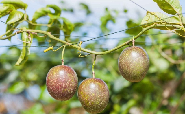 Tin vui: Loại trái cây triệu đô Việt Nam lọt top đầu cung ứng toàn cầu sẽ được "bay" sang Mỹ - Ảnh 3