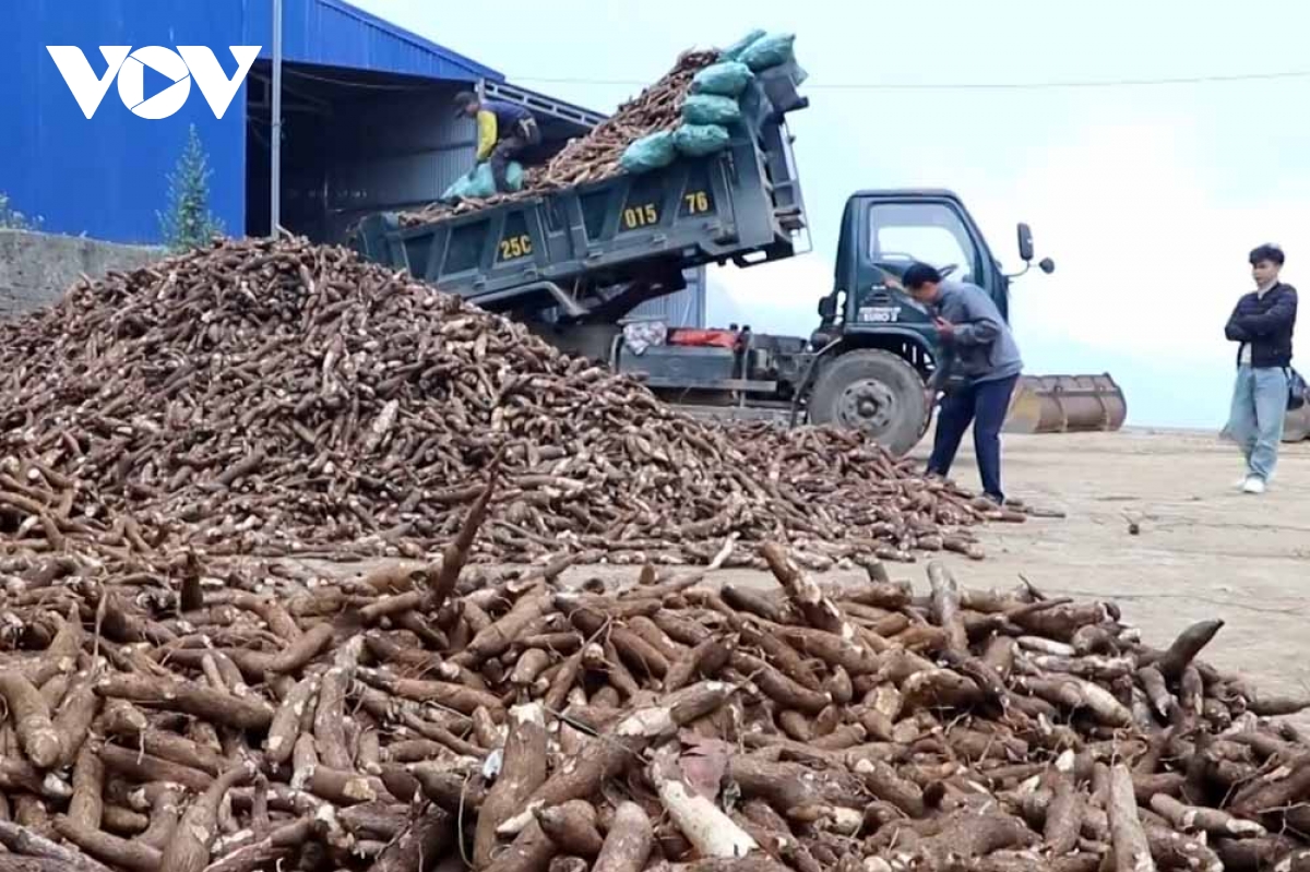 Giá thu mua thấp, người trồng sắn ở Lai Châu đối diện với khó khăn - Ảnh 1