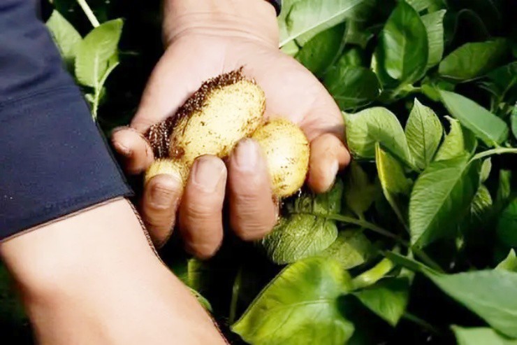 Trồng thứ ai cũng trồng được theo cách “lập dị”, 1 năm thu gần 170 tỉ - Ảnh 4