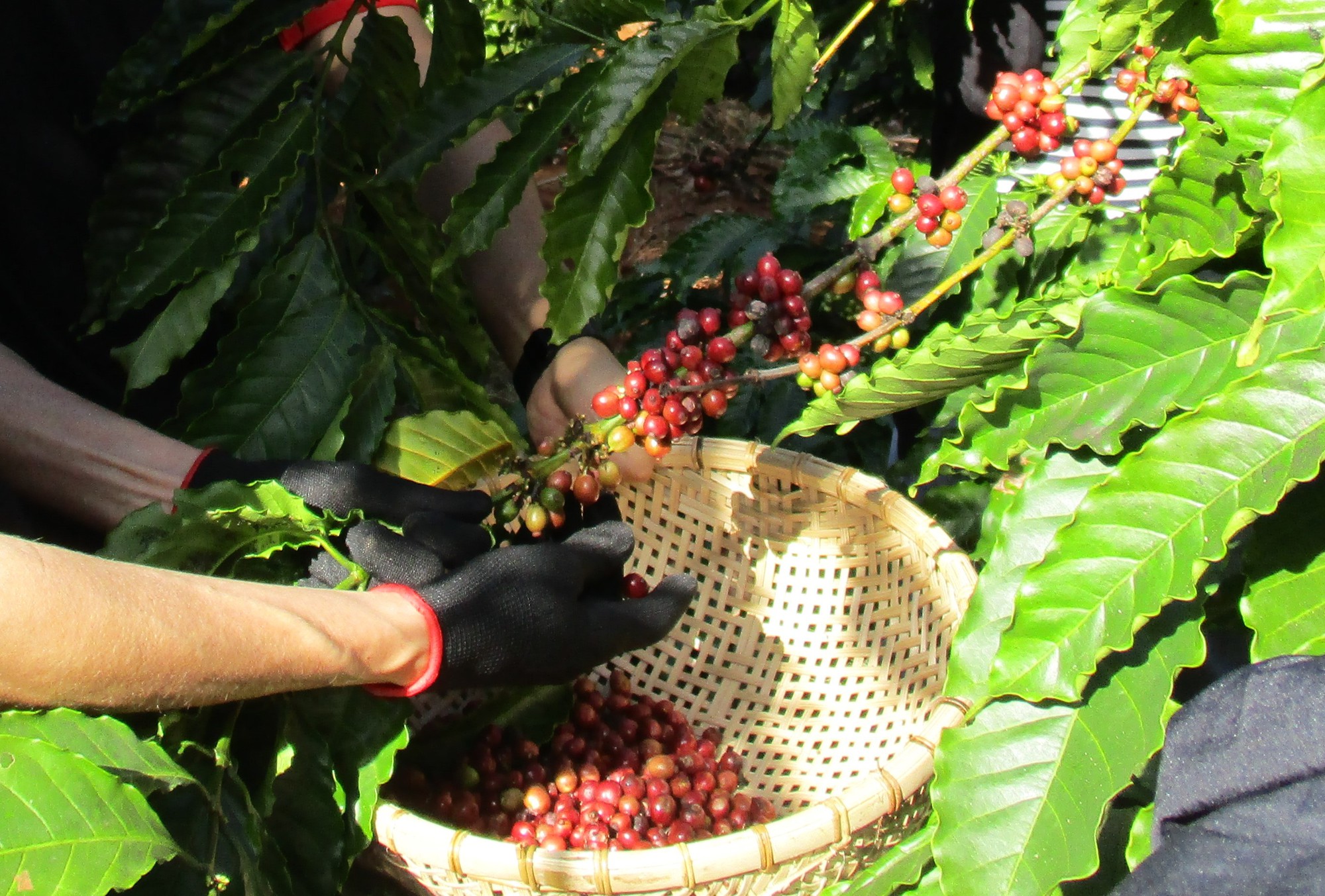 Giá cà phê hôm nay 29-12: Giảm mạnh rồi “đi ngang” dò đường - Ảnh 1