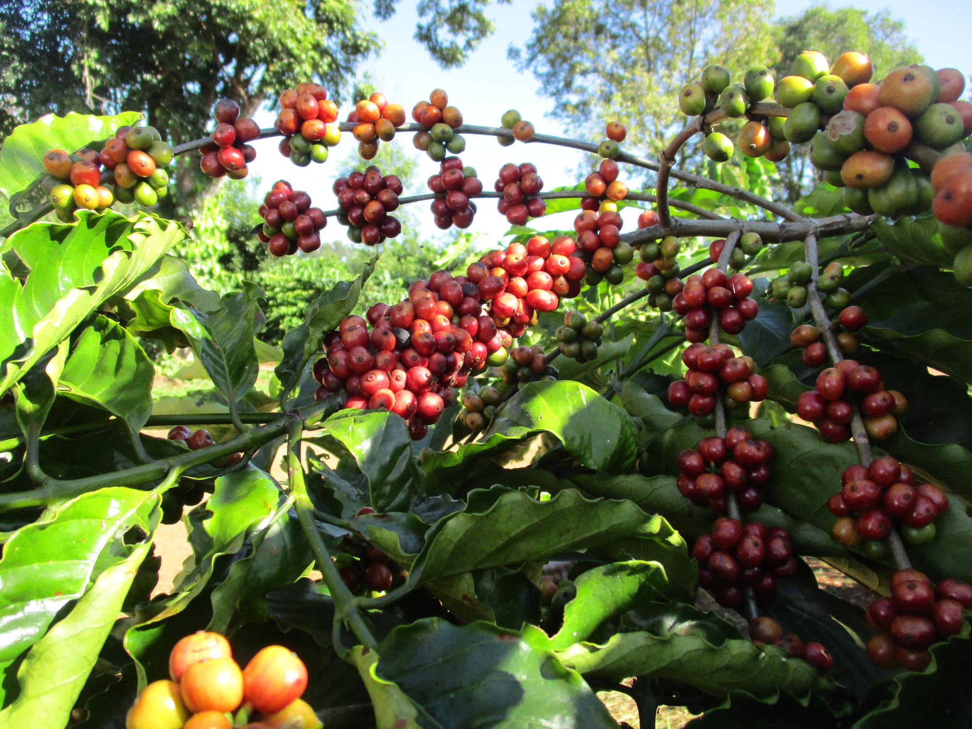 Giá cà phê hôm nay 8-12: Lên mức cao, nhiều nông dân thành tỉ phú - Ảnh 2