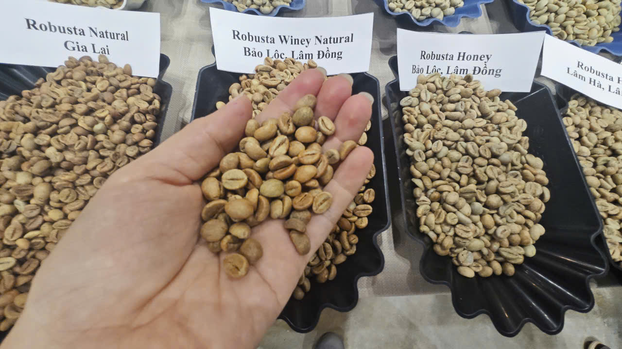 Giá cà phê hôm nay 22-12: Bất ngờ về đối thủ Robusta Việt - Ảnh 1