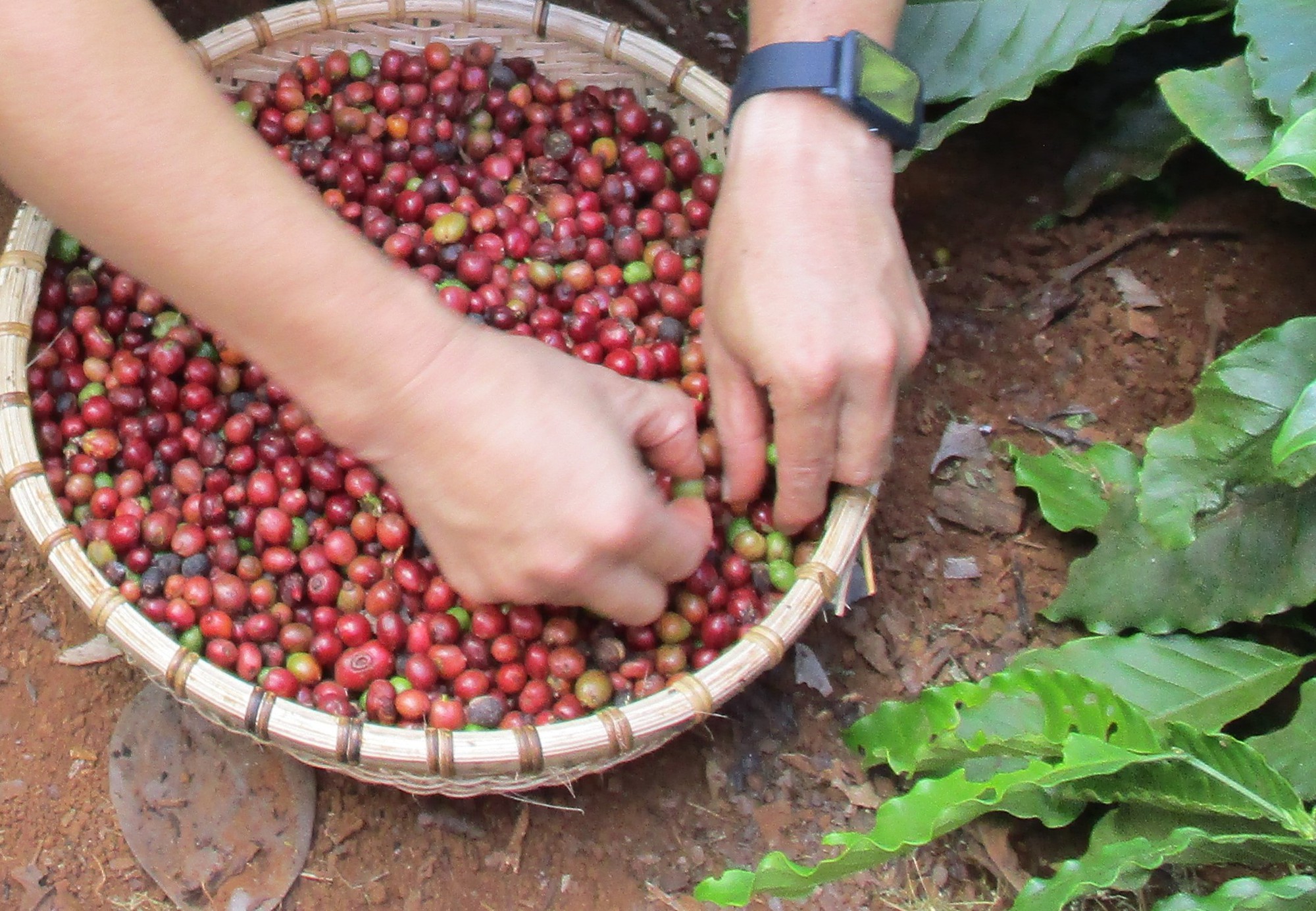 Giá cà phê hôm nay 13-12: Tăng trở lại, ông “trùm” cà phê lý giải điều gì? - Ảnh 1