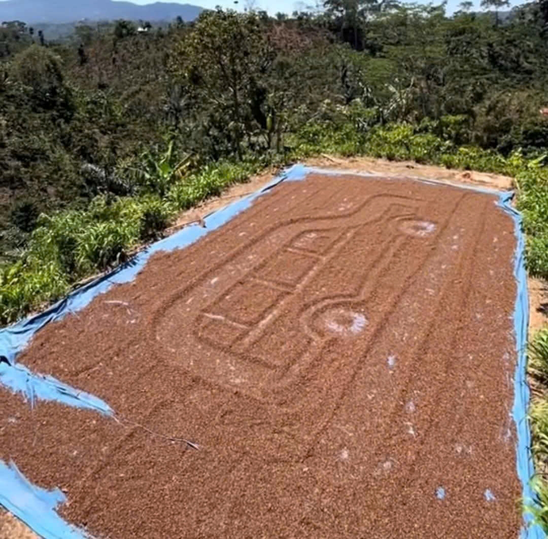 Giá cà phê hôm nay 8-12: Lên mức cao, nhiều nông dân thành tỉ phú - Ảnh 1