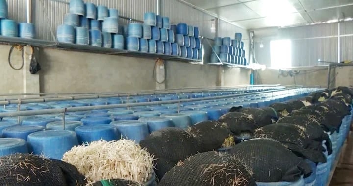 'Rau sạch' trong siêu thị: Đến người bán cũng không biết sạch thật hay không - Ảnh 1