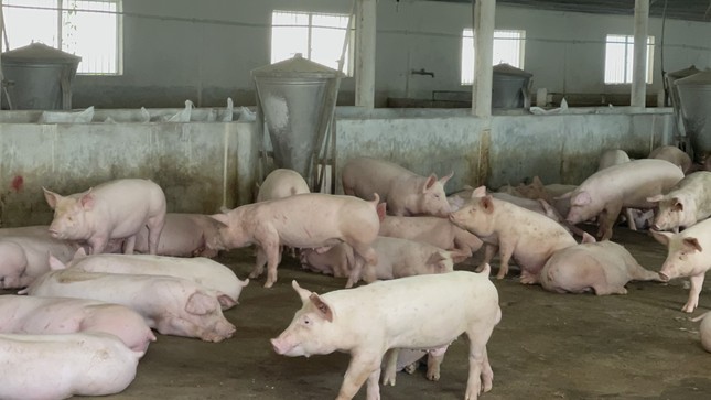 Gần 2.000 cơ sở ở 'thủ phủ chăn nuôi' Đồng Nai ngừng hoạt động - Ảnh 1