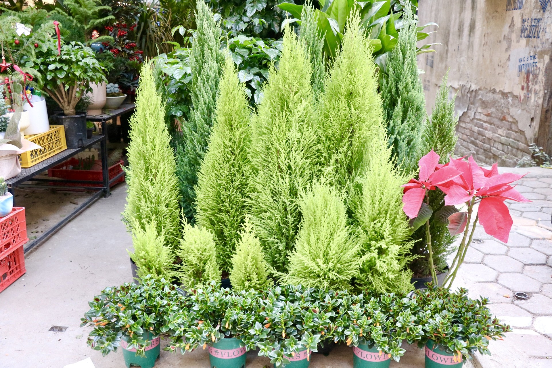 Sơn tùng, thông tươi mini 'lên ngôi' dịp Giáng sinh - Ảnh 7