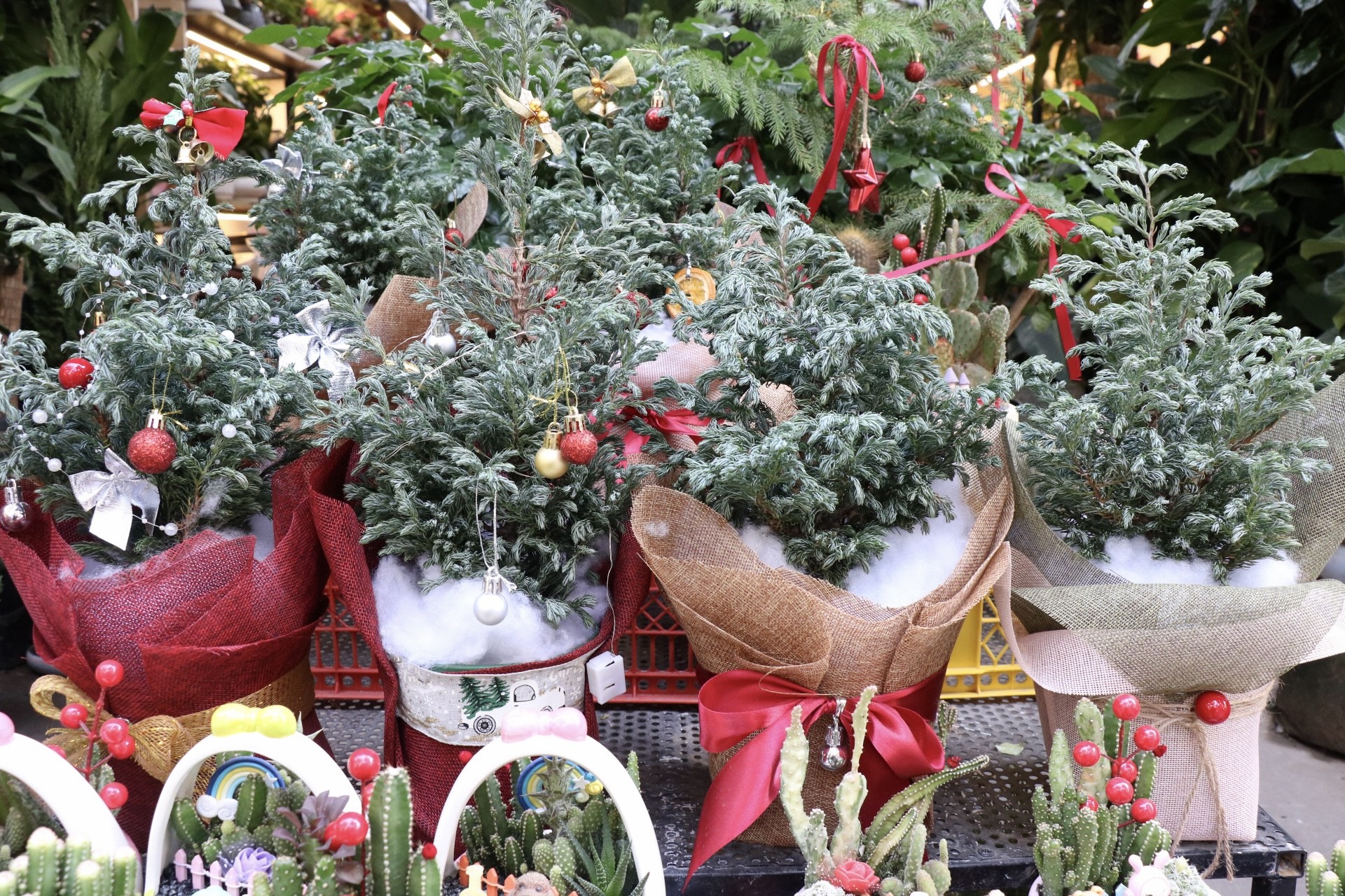 Sơn tùng, thông tươi mini 'lên ngôi' dịp Giáng sinh - Ảnh 5