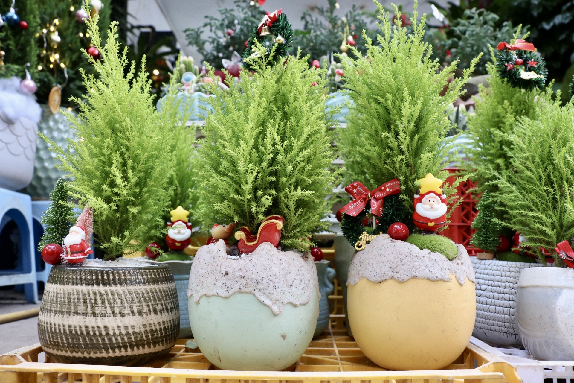 Sơn tùng, thông tươi mini 'lên ngôi' dịp Giáng sinh - Ảnh 3