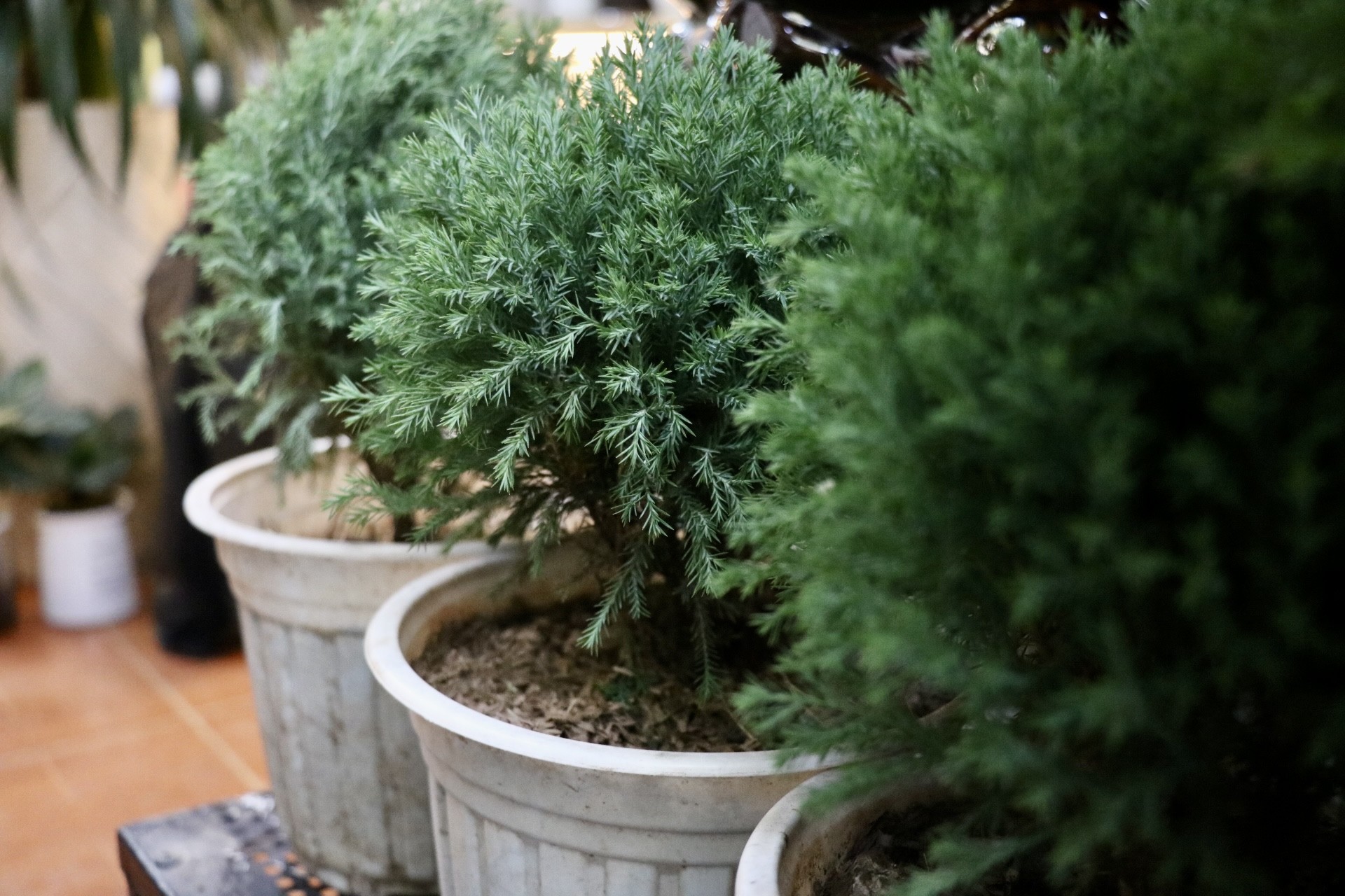 Sơn tùng, thông tươi mini 'lên ngôi' dịp Giáng sinh - Ảnh 6