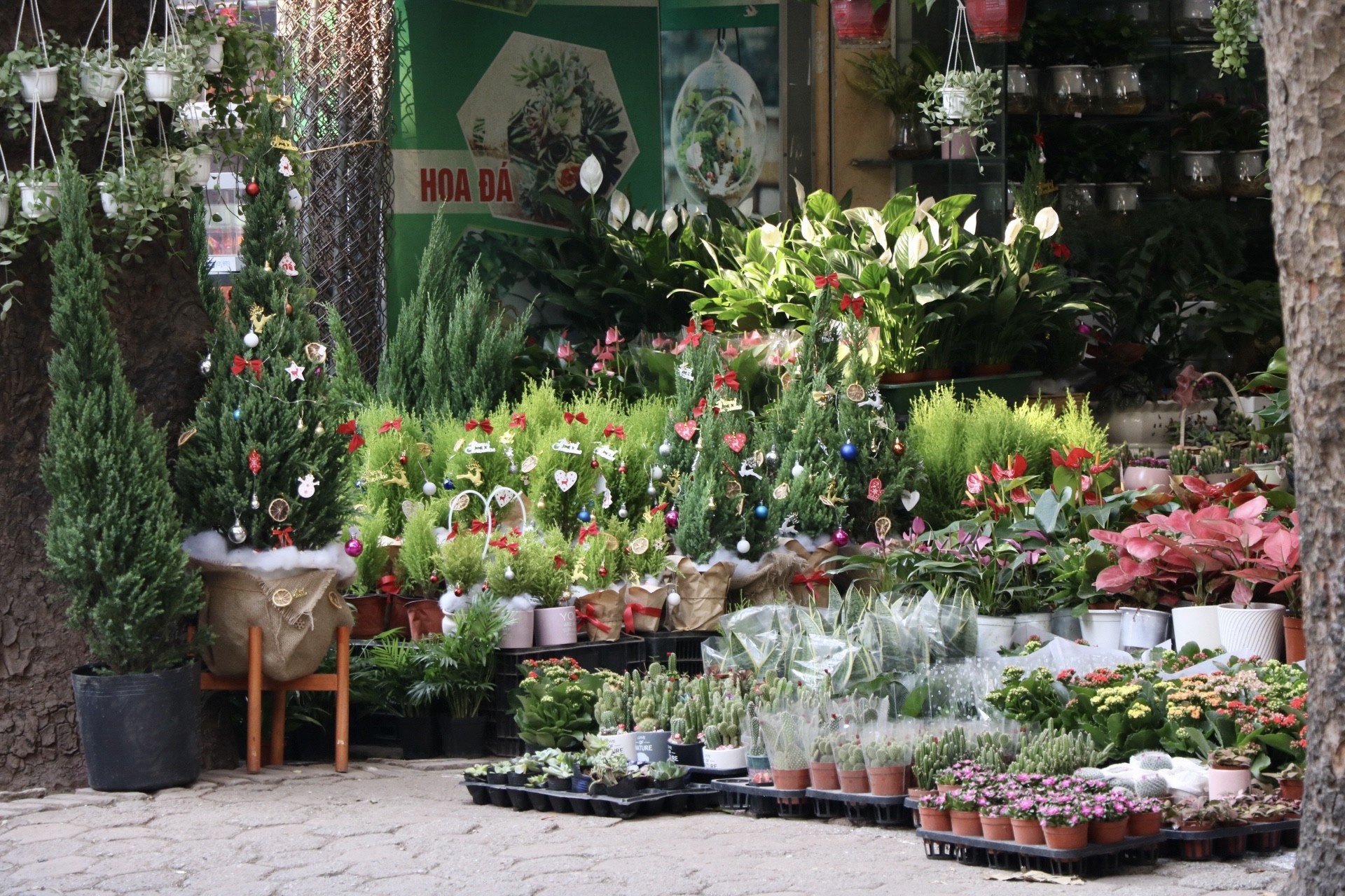 Sơn tùng, thông tươi mini 'lên ngôi' dịp Giáng sinh - Ảnh 1