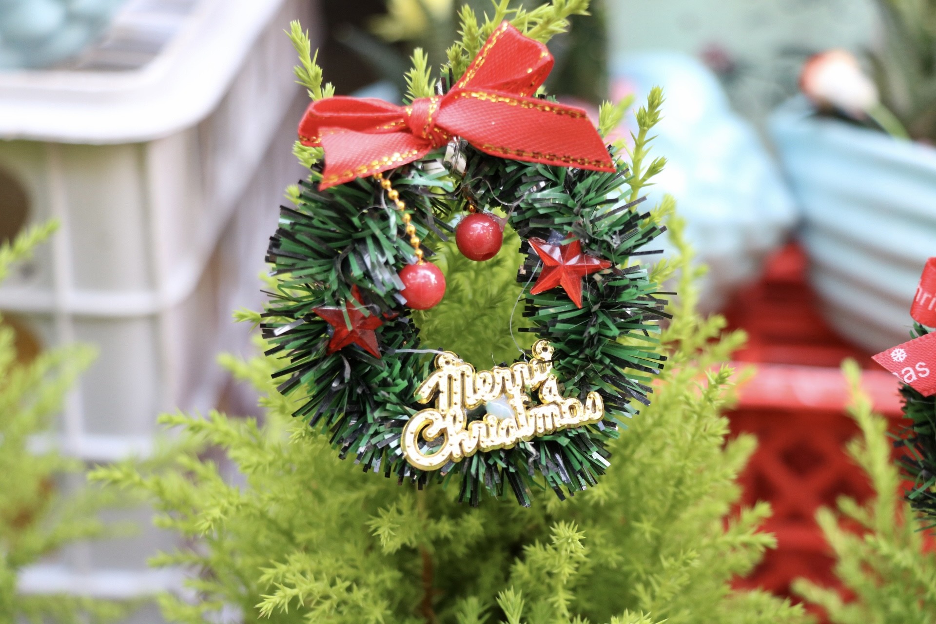 Sơn tùng, thông tươi mini 'lên ngôi' dịp Giáng sinh - Ảnh 10