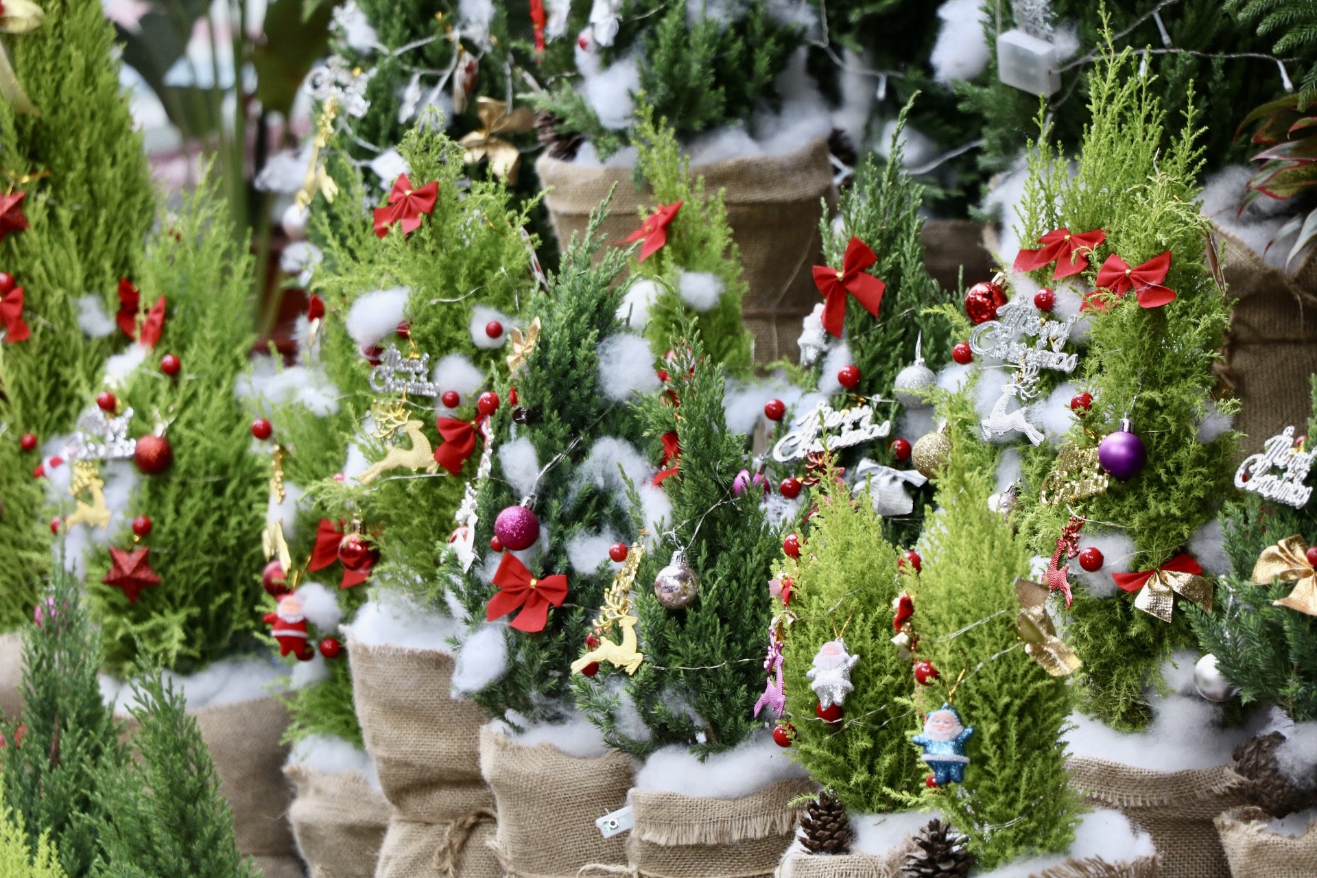 Sơn tùng, thông tươi mini 'lên ngôi' dịp Giáng sinh - Ảnh 2