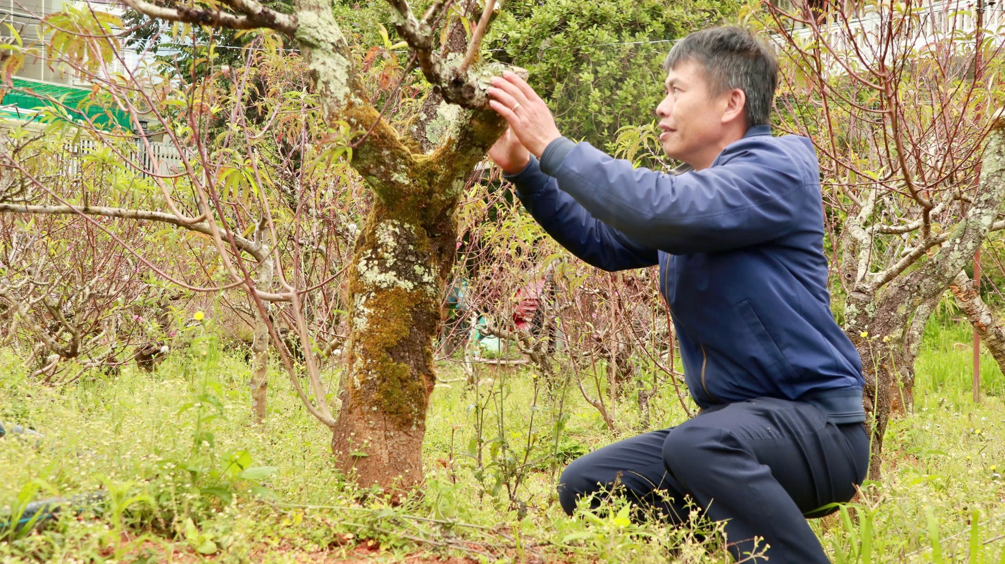 Tận thấy vườn đào cổ ở Đà Lạt, khách chốt thuê 300 gốc trước Tết - Ảnh 3