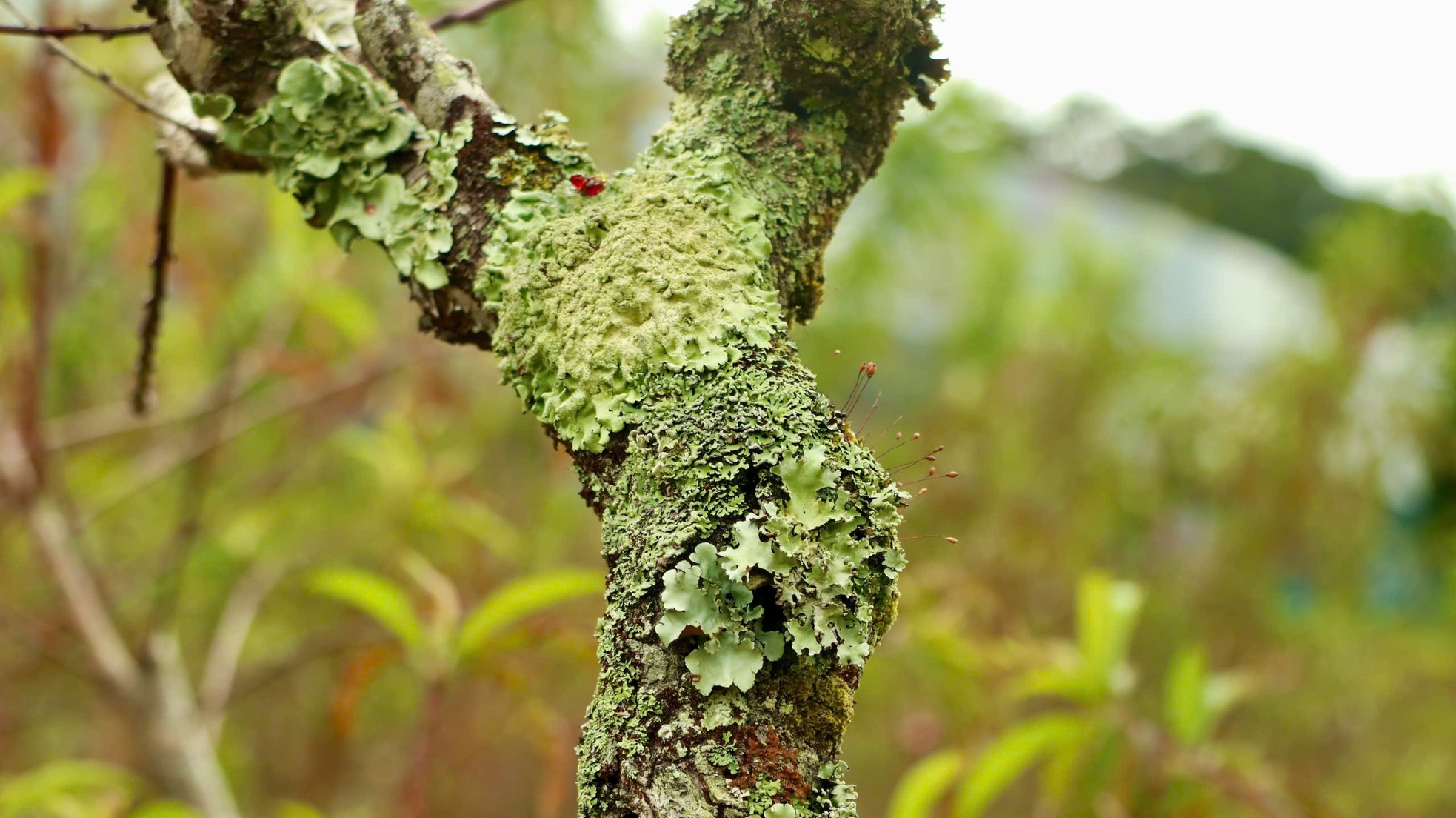 Tận thấy vườn đào cổ ở Đà Lạt, khách chốt thuê 300 gốc trước Tết - Ảnh 9