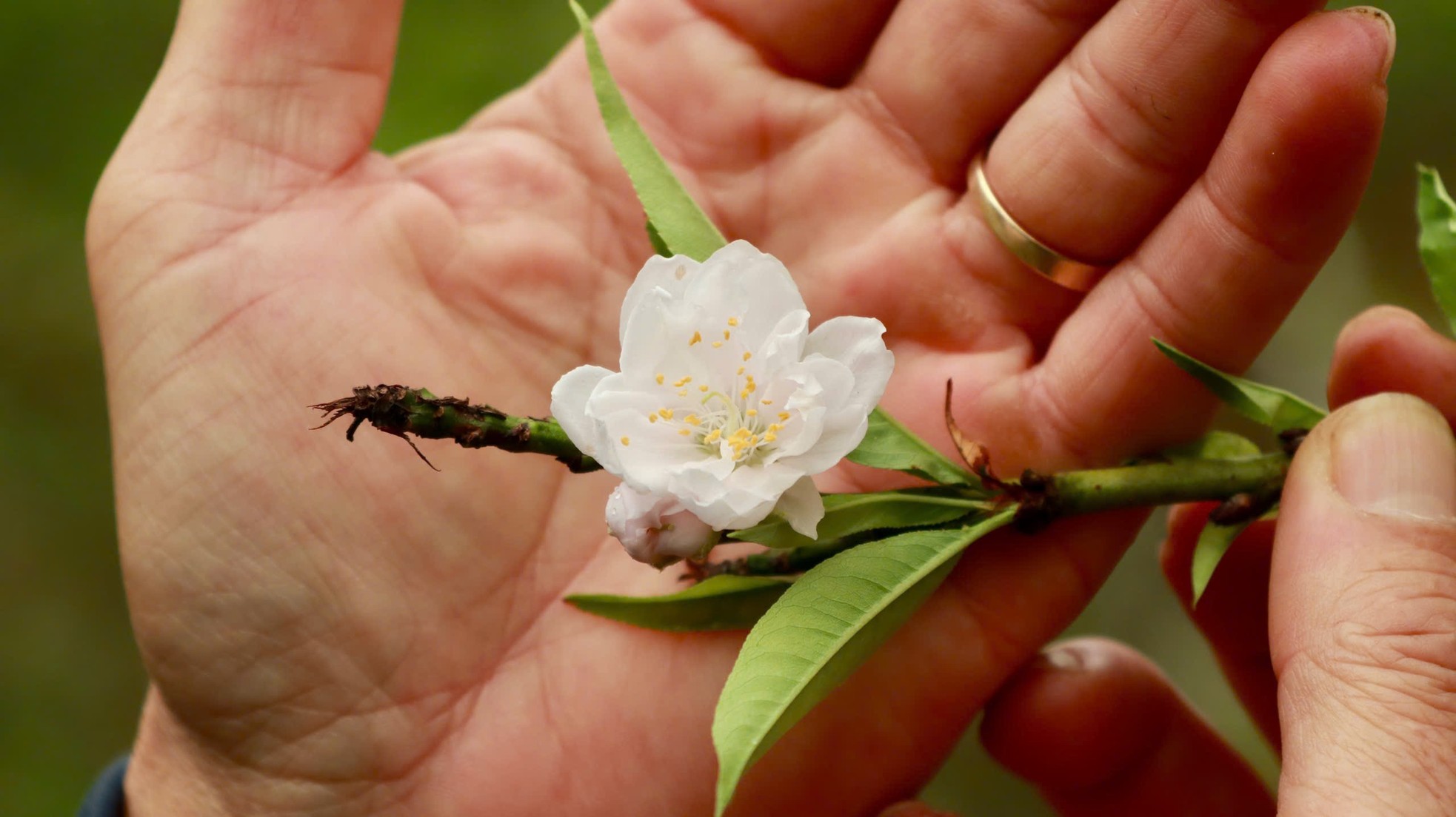 Tận thấy vườn đào cổ ở Đà Lạt, khách chốt thuê 300 gốc trước Tết - Ảnh 13