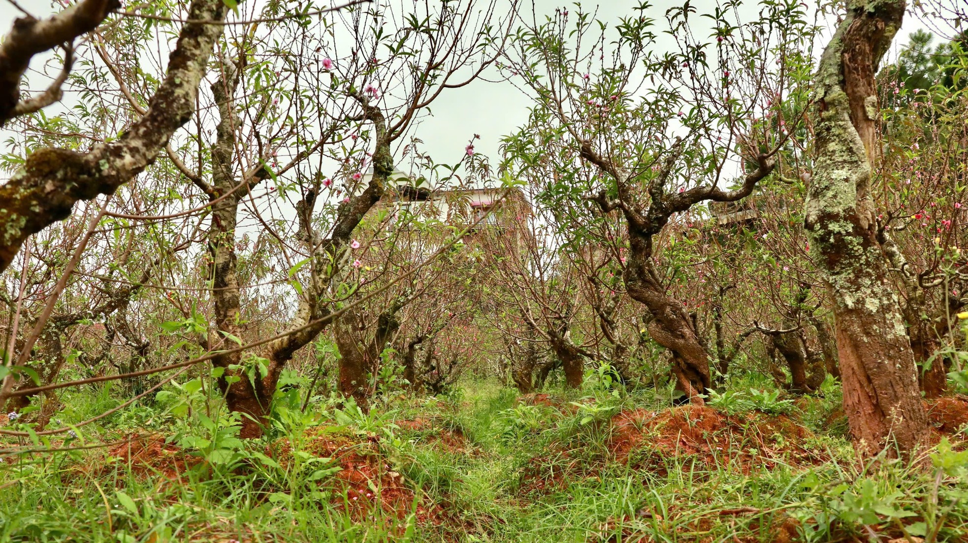 Tận thấy vườn đào cổ ở Đà Lạt, khách chốt thuê 300 gốc trước Tết - Ảnh 2