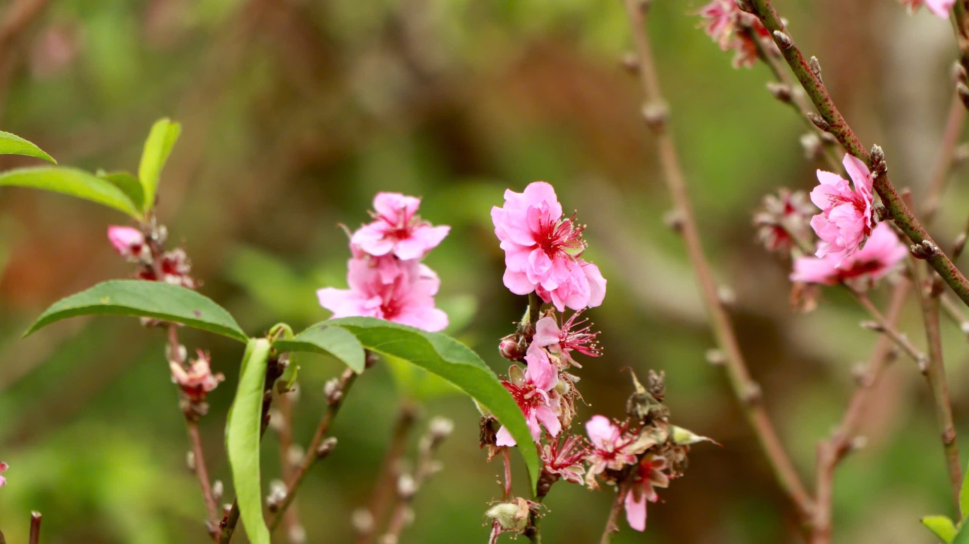 Tận thấy vườn đào cổ ở Đà Lạt, khách chốt thuê 300 gốc trước Tết - Ảnh 12