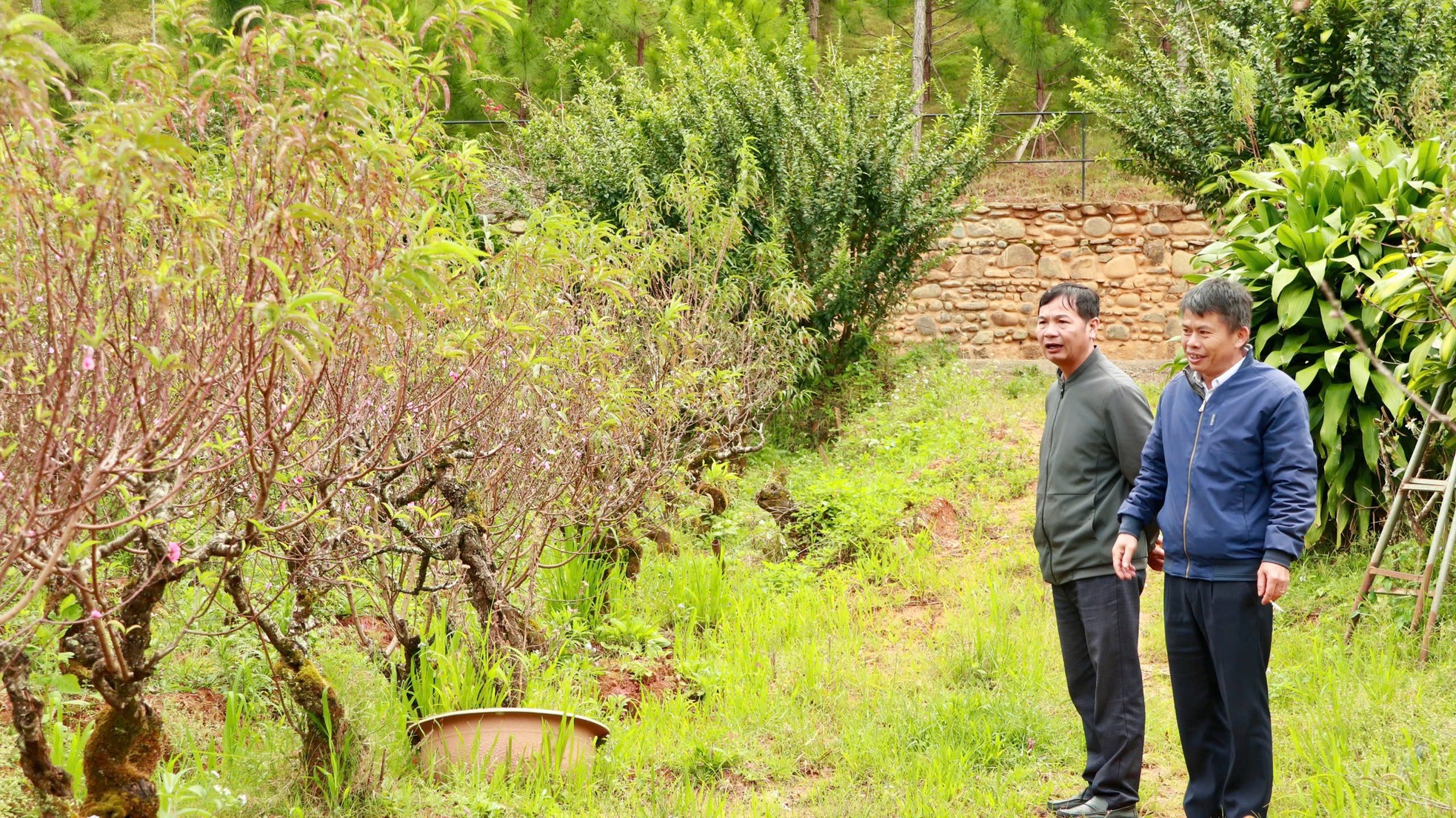 Tận thấy vườn đào cổ ở Đà Lạt, khách chốt thuê 300 gốc trước Tết - Ảnh 1