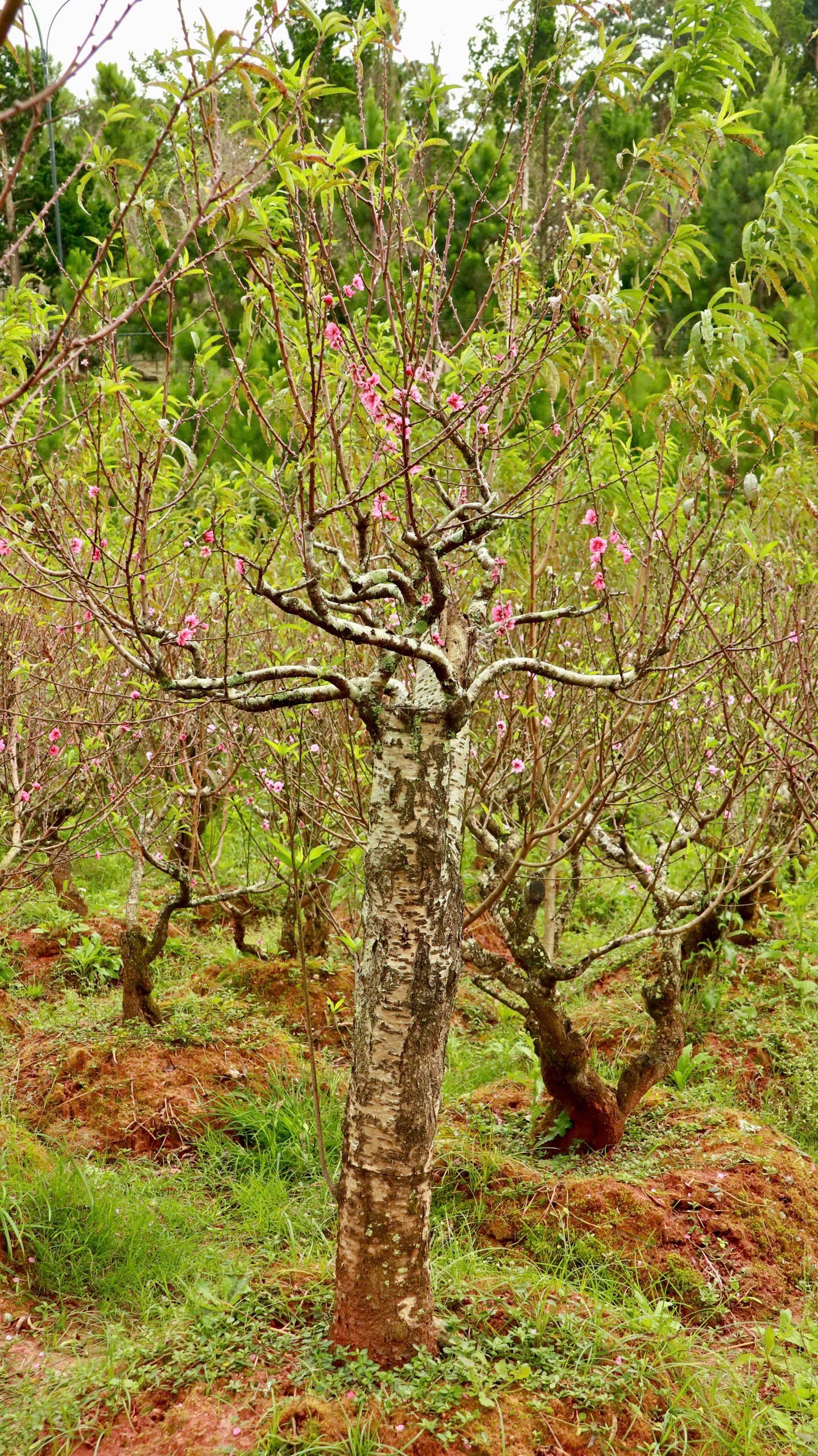 Tận thấy vườn đào cổ ở Đà Lạt, khách chốt thuê 300 gốc trước Tết - Ảnh 5