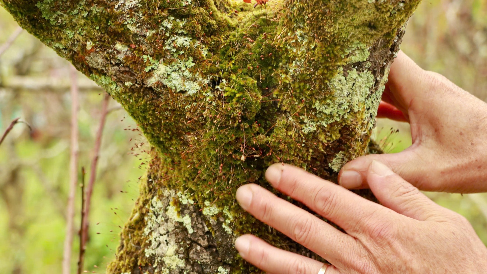 Tận thấy vườn đào cổ ở Đà Lạt, khách chốt thuê 300 gốc trước Tết - Ảnh 7