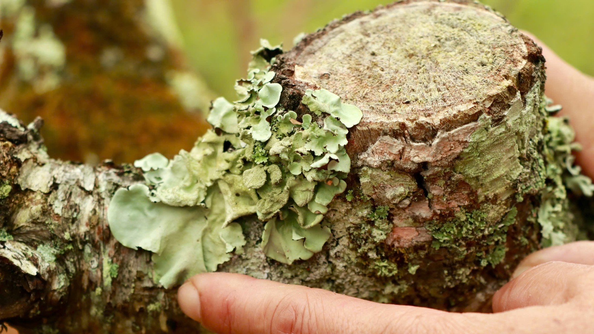 Tận thấy vườn đào cổ ở Đà Lạt, khách chốt thuê 300 gốc trước Tết - Ảnh 8