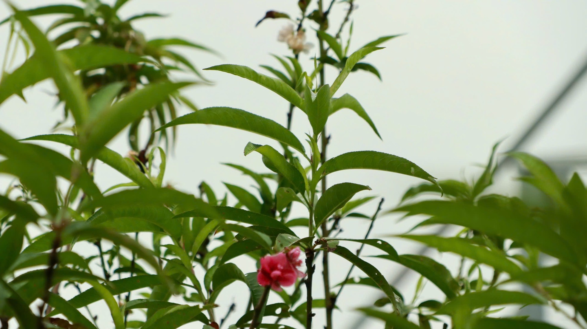 Tận thấy vườn đào cổ ở Đà Lạt, khách chốt thuê 300 gốc trước Tết - Ảnh 11