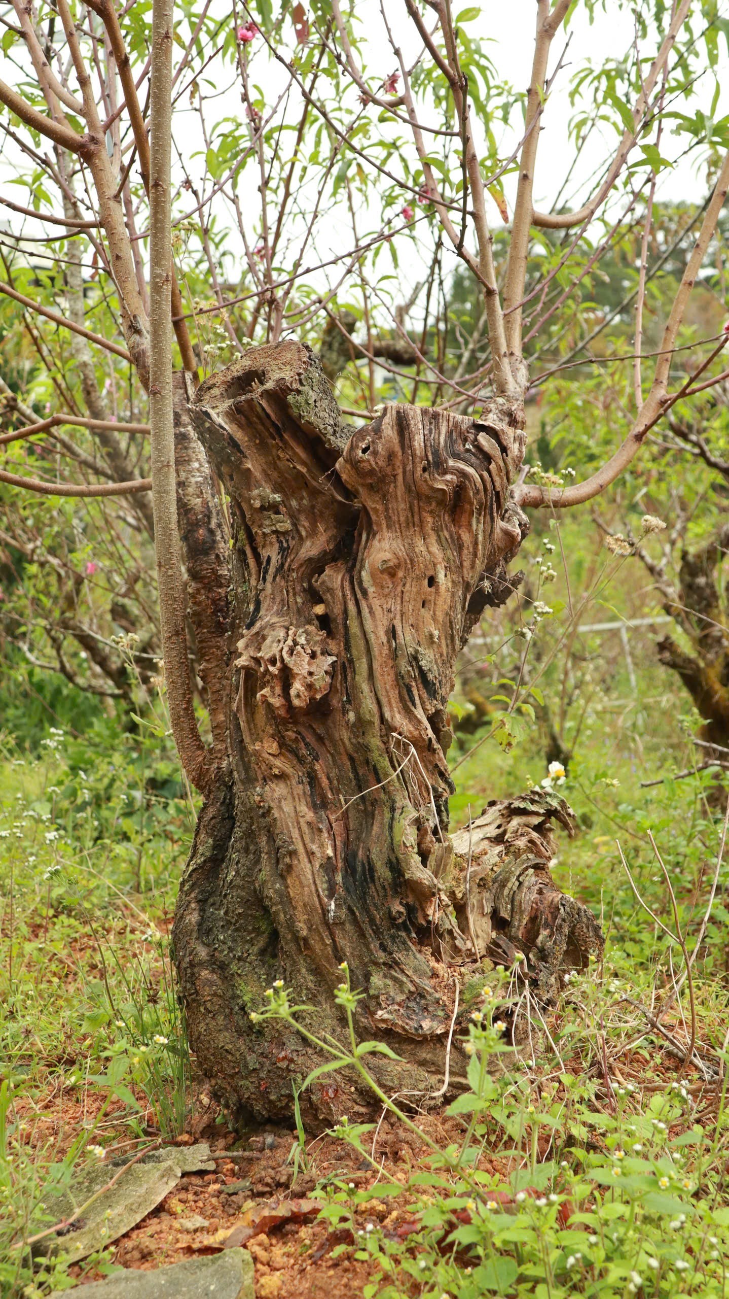 Tận thấy vườn đào cổ ở Đà Lạt, khách chốt thuê 300 gốc trước Tết - Ảnh 6