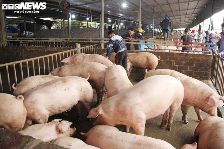 Dịp cuối năm thiếu thịt heo? - Ảnh 2