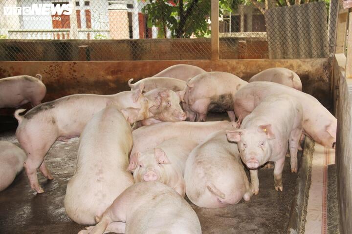 Dịp cuối năm thiếu thịt heo? - Ảnh 1