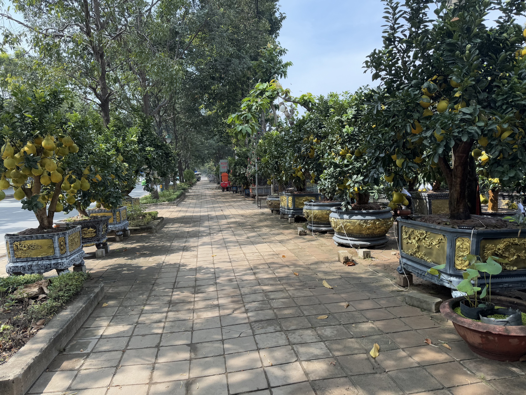 Hình ảnh bưởi Diễn bắt đầu đổ về TP HCM bán Tết - Ảnh 1