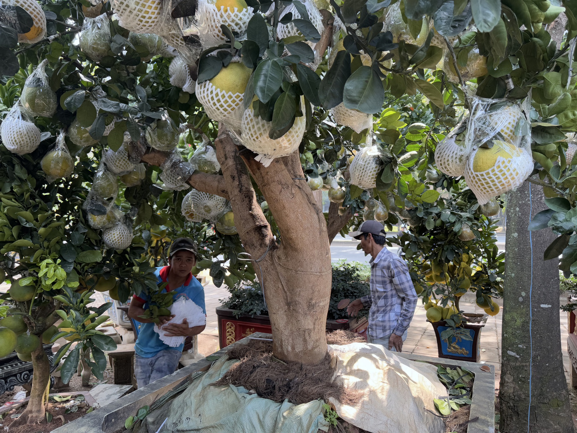 Hình ảnh bưởi Diễn bắt đầu đổ về TP HCM bán Tết - Ảnh 2