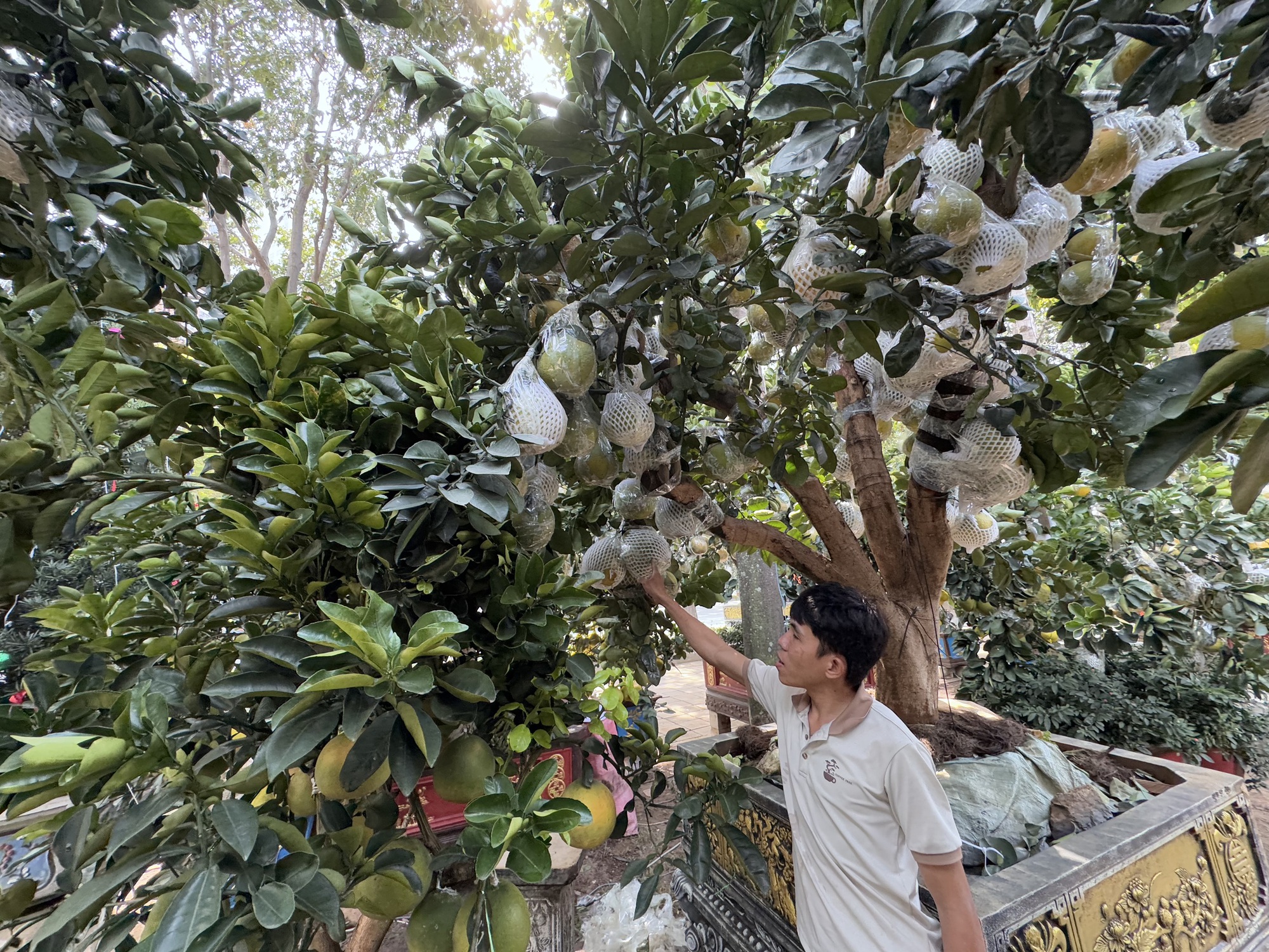 Hình ảnh bưởi Diễn bắt đầu đổ về TP HCM bán Tết - Ảnh 4