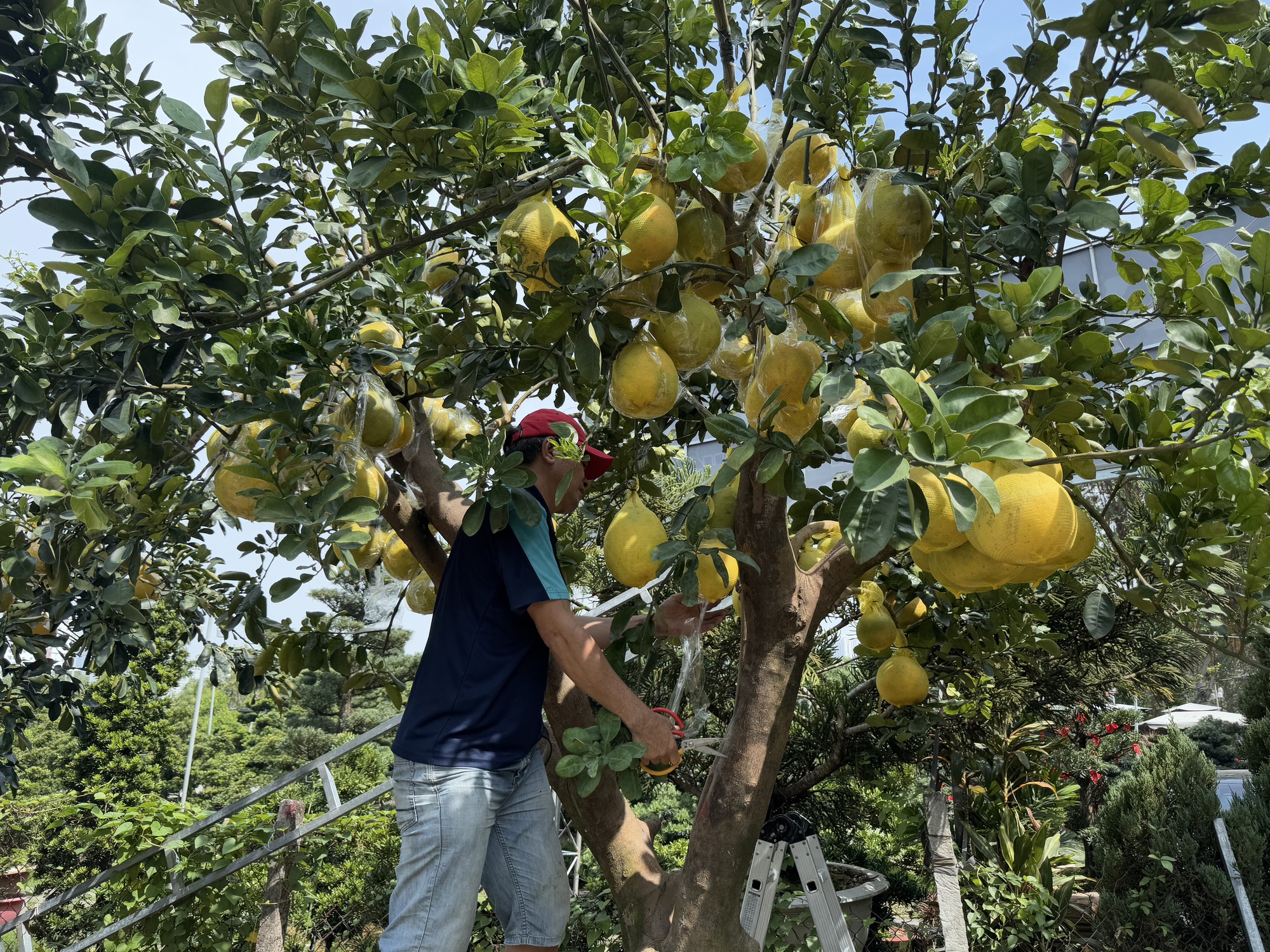 Hình ảnh bưởi Diễn bắt đầu đổ về TP HCM bán Tết - Ảnh 3