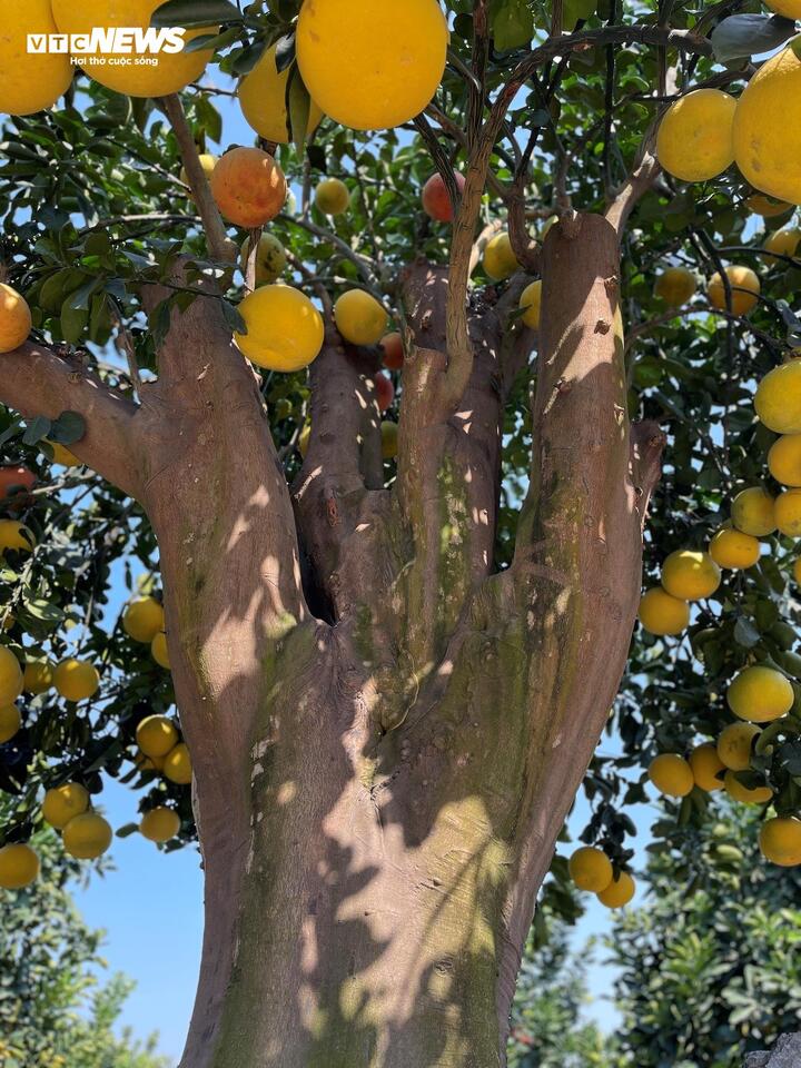 Mãn nhãn cây bưởi cảnh trĩu trịt quả, giá 800 triệu đồng - Ảnh 8