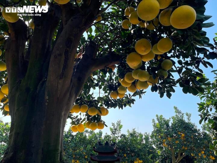 Mãn nhãn cây bưởi cảnh trĩu trịt quả, giá 800 triệu đồng - Ảnh 10