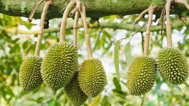 Mặt hàng của Việt Nam khiến Trung Quốc "mê đắm", 11 tháng chi gần 110.000 tỷ đồng để nhập khẩu - Ảnh 2