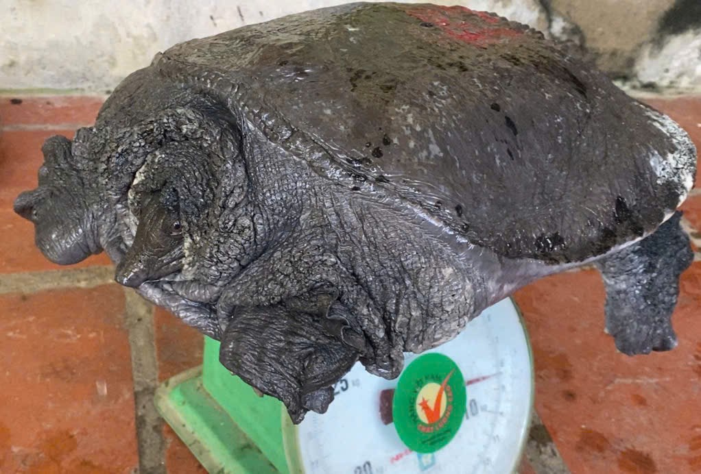 Mạnh dạn nuôi con ăn tạp "dân nhậu thích mê", anh nông dân kiếm 500 triệu đồng rất nhẹ nhàng - Ảnh 3