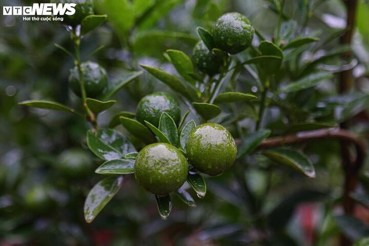 Bị bão lũ lịch sử tàn phá, đào, quất cảnh Hà Nội có kịp đón Tết Nguyên đán? - Ảnh 4