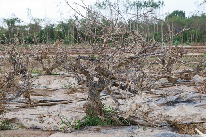 Bị bão lũ lịch sử tàn phá, đào, quất cảnh Hà Nội có kịp đón Tết Nguyên đán? - Ảnh 15