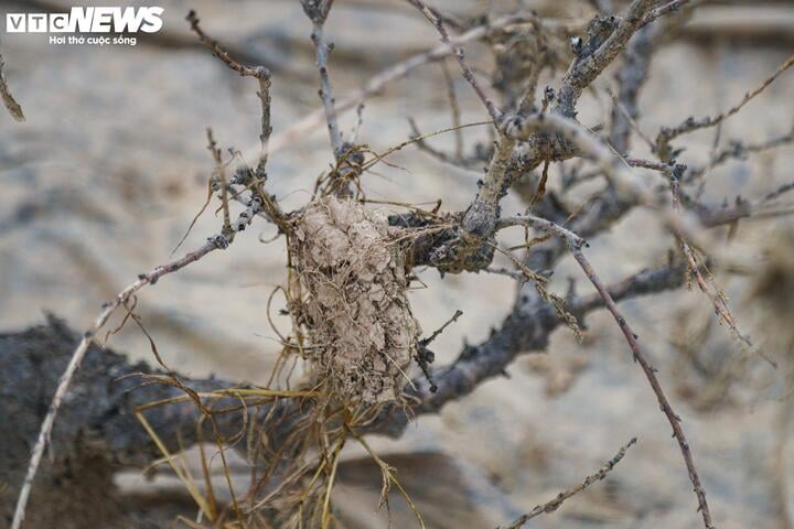 Bị bão lũ lịch sử tàn phá, đào, quất cảnh Hà Nội có kịp đón Tết Nguyên đán? - Ảnh 16
