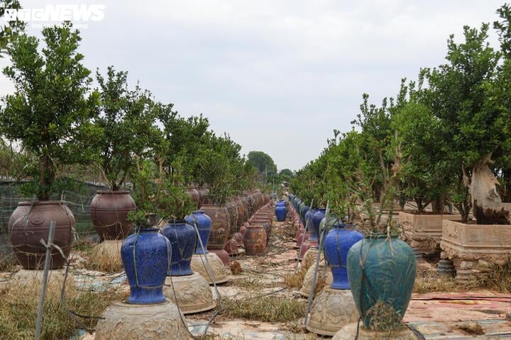 Bị bão lũ lịch sử tàn phá, đào, quất cảnh Hà Nội có kịp đón Tết Nguyên đán? - Ảnh 5