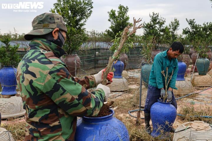 Bị bão lũ lịch sử tàn phá, đào, quất cảnh Hà Nội có kịp đón Tết Nguyên đán? - Ảnh 8
