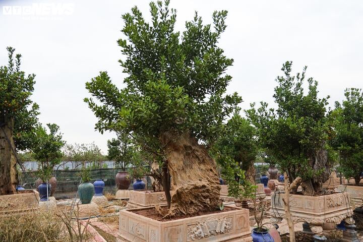 Bị bão lũ lịch sử tàn phá, đào, quất cảnh Hà Nội có kịp đón Tết Nguyên đán? - Ảnh 6